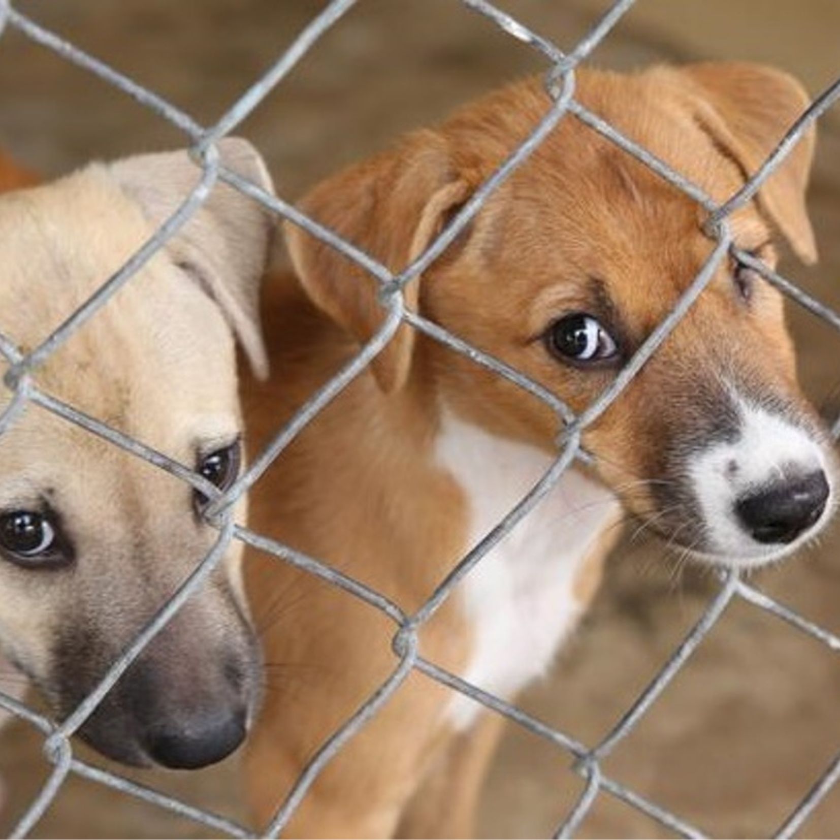 Önkénteskedj testnevelés aláírásért!