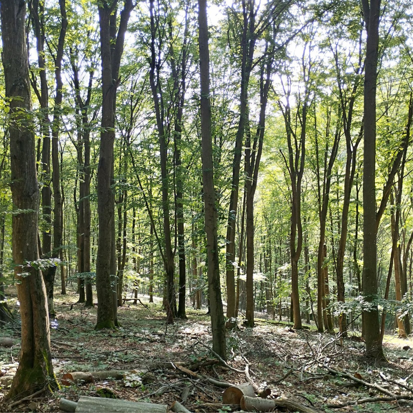 Terepbejárás a Hajagon