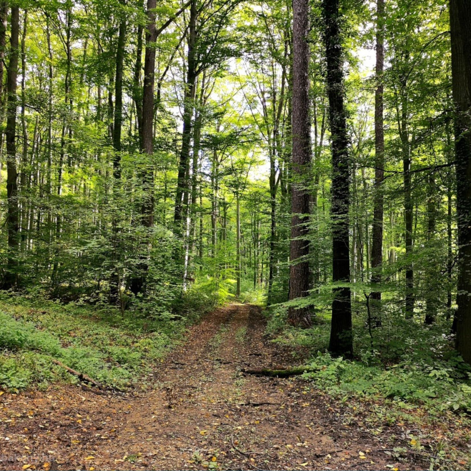 Bakonybél-Zirc hiking tour on the occasion of the Blue Hiking Day